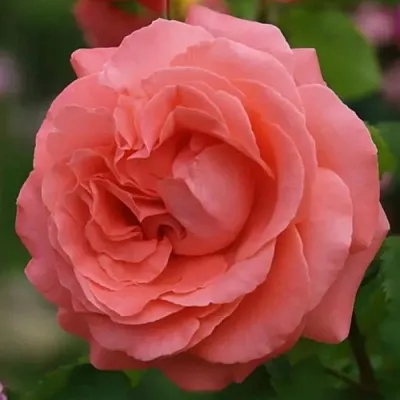 Роза ДИДИ БРИДЖУОТЕР плетистая  Роза ДИДИ БРИДЖУОТЕР плетистая в Мозыре