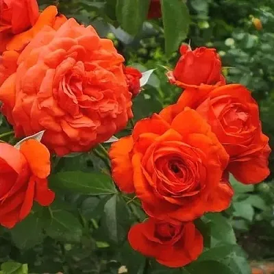 Роза МАЙНТАУЭР плетистая  Роза МАЙНТАУЭР плетистая в Мозыре