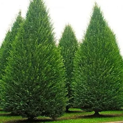 Граб   Граб  в Мозыре