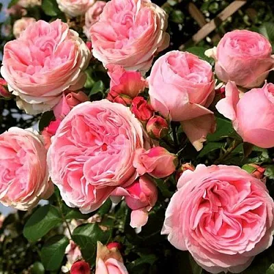 Роза ДЖАРДИНА плетистая  Роза ДЖАРДИНА плетистая в Мозыре