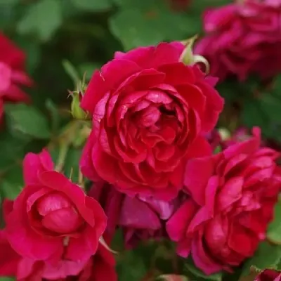 Роза КВАДРА плетистая  Роза КВАДРА плетистая в Мозыре