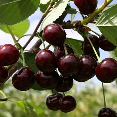 Вишня СВЕРДЛОВЧАНКА степная  Вишня СВЕРДЛОВЧАНКА степная в Мозыре