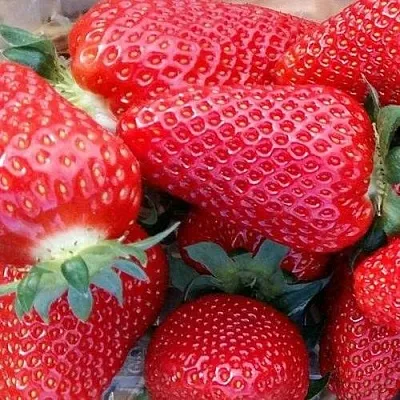 Клубника АМИ  Клубника АМИ в Мозыре