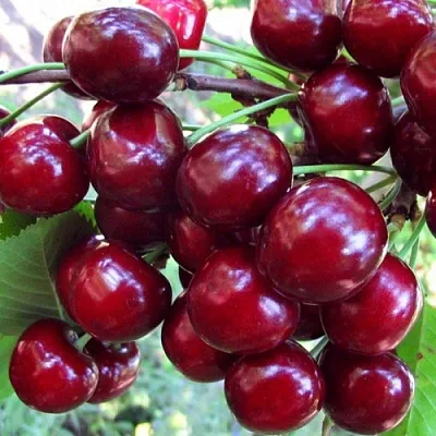 Вишня ЖУКОВСКАЯ  Вишня ЖУКОВСКАЯ в Мозыре