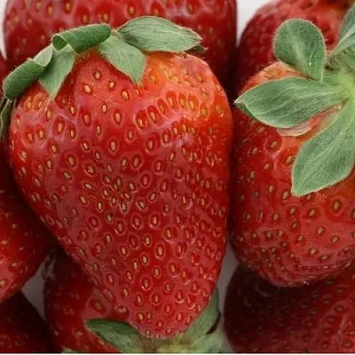 Клубника ФЛАМИНИЯ  Клубника ФЛАМИНИЯ в Мозыре