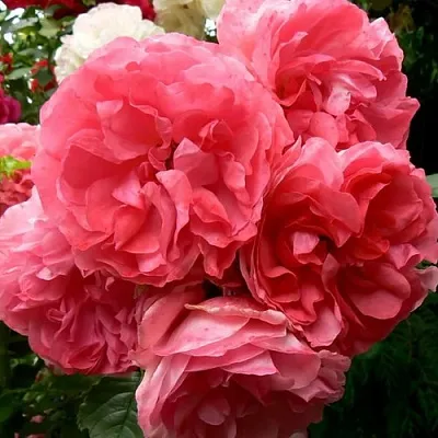 Роза РОЗЕУМ ЮТЕРСОН плетистая  Роза РОЗЕУМ ЮТЕРСОН плетистая в Мозыре