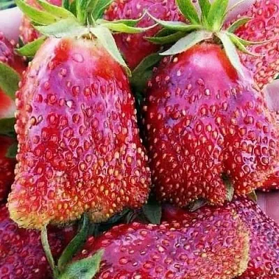 Клубника КУПЧИХА  Клубника КУПЧИХА в Мозыре