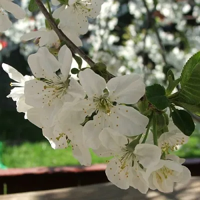 Вишня УМБРАКУЛИФЕРА  Вишня УМБРАКУЛИФЕРА в Мозыре