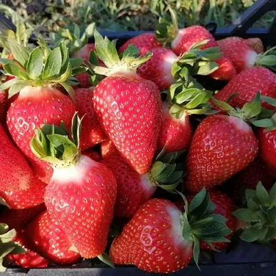 Клубника ЛЮЧИЯ  Клубника ЛЮЧИЯ в Мозыре