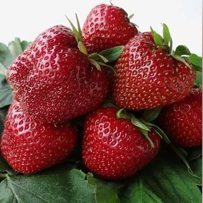 Клубника НАБИЛА  Клубника НАБИЛА в Мозыре