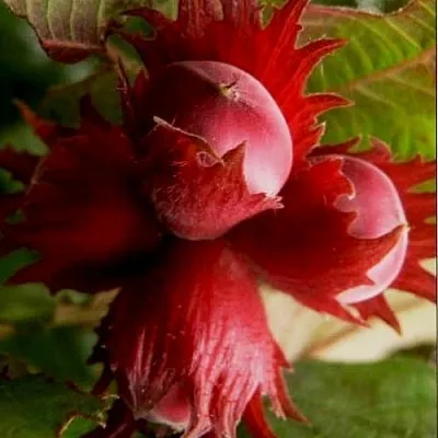 Фундук БАГРЯНЕЦ  Фундук БАГРЯНЕЦ в Мозыре