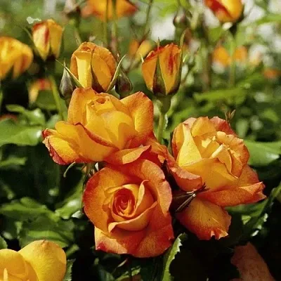 Роза САХАРА плетистая  Роза САХАРА плетистая в Мозыре