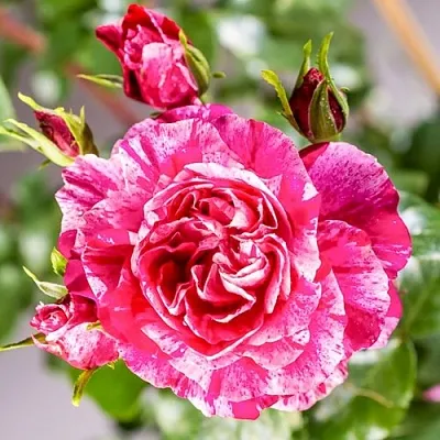 Роза ИНЕС САСТР плетистая  Роза ИНЕС САСТР плетистая в Мозыре