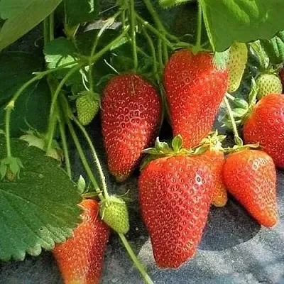 Клубника РОКСАНА  Клубника РОКСАНА в Мозыре