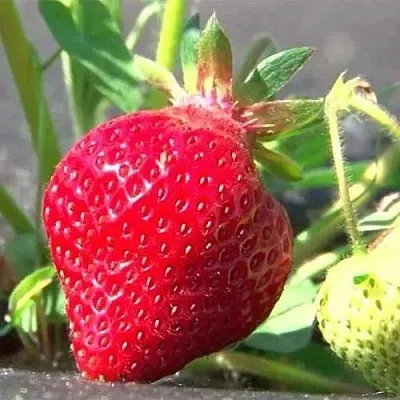 Клубника ХОНЕЙ  Клубника ХОНЕЙ в Мозыре