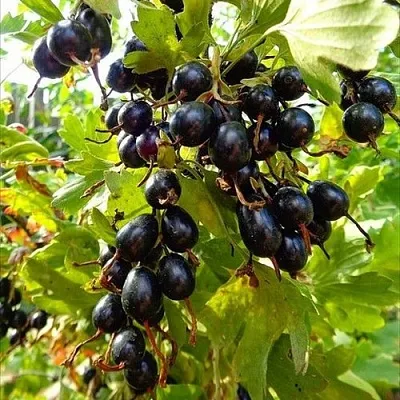 Смородина золотистая ОВАЛЬНАЯ  Смородина золотистая ОВАЛЬНАЯ в Мозыре