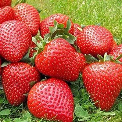 Клубника ЭЛИАНЕ  Клубника ЭЛИАНЕ в Мозыре