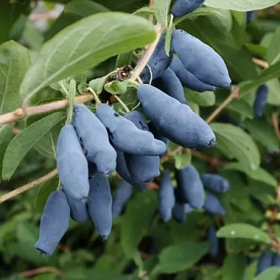 Жимолость съедобная ТОМИ японская  Жимолость съедобная ТОМИ японская в Мозыре