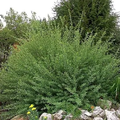 Ива НАНА пурпурная  Ива НАНА пурпурная в Мозыре