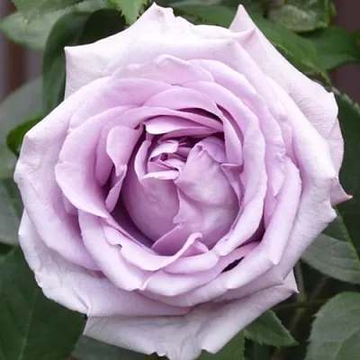 Роза ИНДИГОЛЕТТА плетистая  Роза ИНДИГОЛЕТТА плетистая в Мозыре