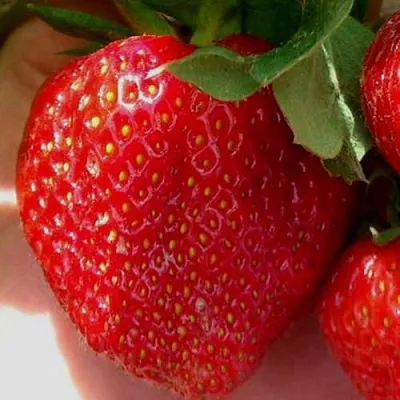 Клубника МАГНУС  Клубника МАГНУС в Мозыре