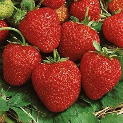 Клубника КОРОНА  Клубника КОРОНА в Мозыре