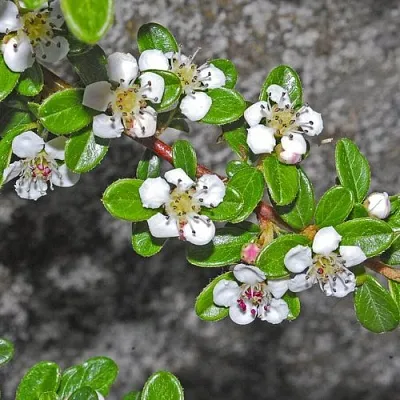Кизильник ТАНГСТЕДТ горизонтальный  в Мозыре