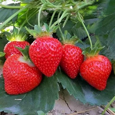 Клубника ТЕА  Клубника ТЕА в Мозыре