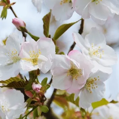 Вишня ОКАМЕ  Вишня ОКАМЕ в Мозыре