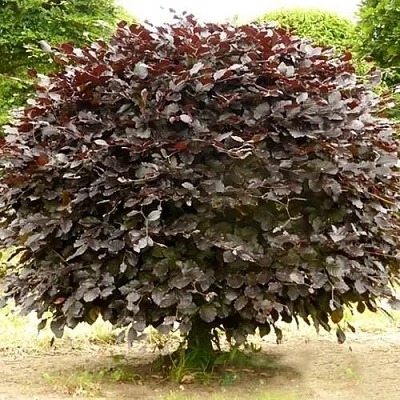 Бук лесной АТРОПУНИЦЕА  Бук лесной АТРОПУНИЦЕА в Мозыре