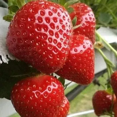 Клубника АРГЕНТЕРА  Клубника АРГЕНТЕРА в Мозыре