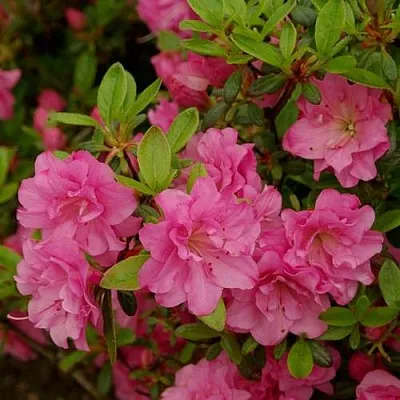 Азалия РОЗИНЕТТА японская в Мозыре