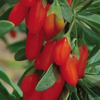 Годжи ВЯЧЕСЛАВ  Годжи ВЯЧЕСЛАВ в Мозыре