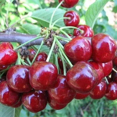 Вишня ДЕСЕРТНАЯ МОРОЗОВОЙ  Вишня ДЕСЕРТНАЯ МОРОЗОВОЙ в Мозыре