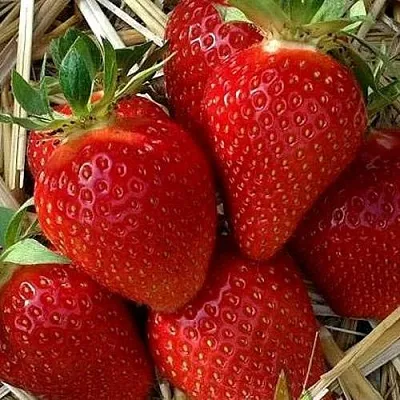 Клубника СИБИЛЛА  Клубника СИБИЛЛА в Мозыре