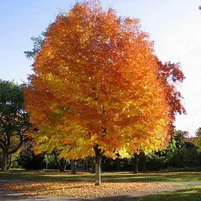 Клен серебристый  Клен серебристый в Мозыре