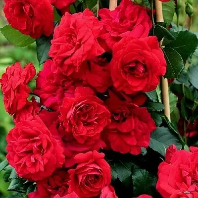 Роза АМАДЕУС плетистая  Роза АМАДЕУС плетистая в Мозыре