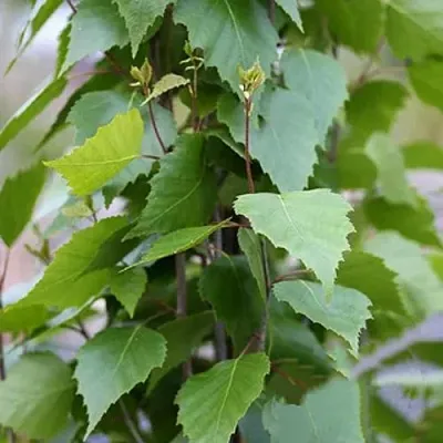 Береза ФАСТИГИАТА повислая   Береза ФАСТИГИАТА повислая  в Мозыре