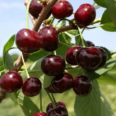 Вишня ГРИОТ БЕЛОРУССКИЙ  Вишня ГРИОТ БЕЛОРУССКИЙ в Мозыре