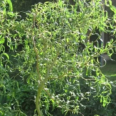 Ива МАТСУДАНА  Ива МАТСУДАНА в Мозыре