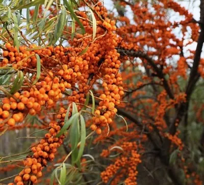 Облепиха СЕРАФИМА  Облепиха СЕРАФИМА в Мозыре