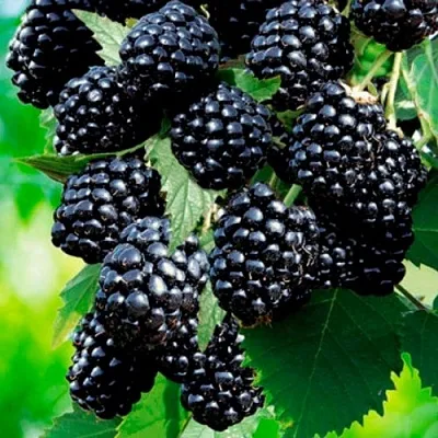 Ежевика ЛОХТЕЙ бесшипная  Ежевика ЛОХТЕЙ бесшипная в Мозыре