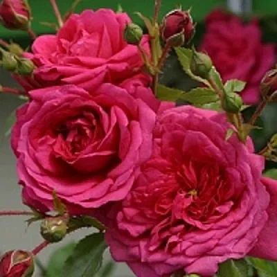 Роза ЛАГУНА плетистая  Роза ЛАГУНА плетистая в Мозыре