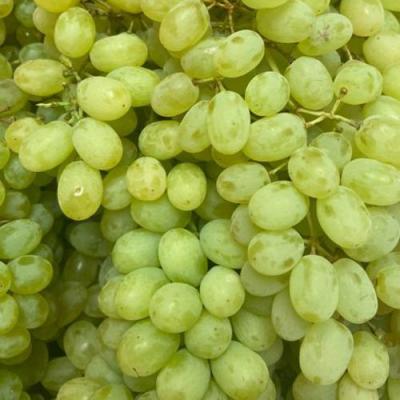 Зеленый в Мозыре