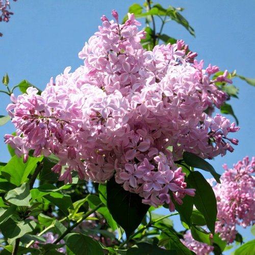 Сирень БУФФОН в Мозыре