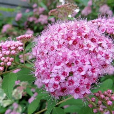 Розовая в Мозыре