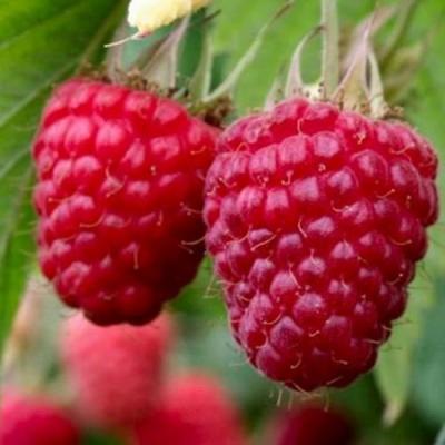 Средняя в Мозыре