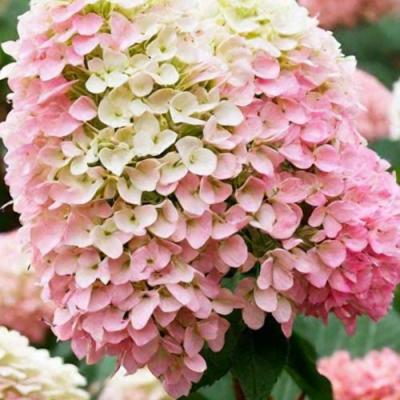 Низкорослые (карликовые) в Мозыре