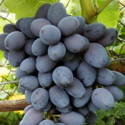 Черный виноград в Мозыре