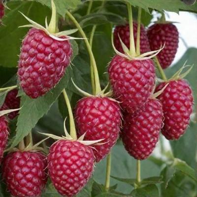 Высокая в Мозыре